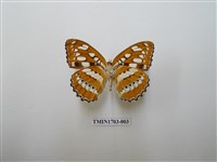 藏品(玄珠帶蛺蝶)的圖片